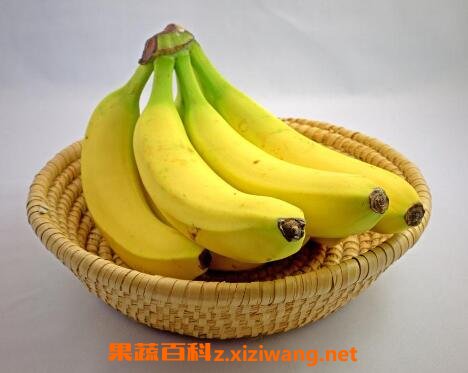 ���㽶��ʲô�ô��빦Ч