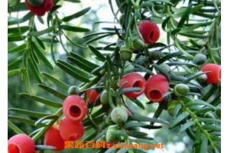 �춹ɼ�����ֳ �춹ɼ����ֳ��������