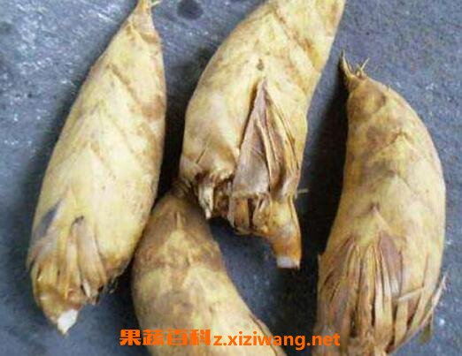 冬笋和春笋的区别 如何区分冬笋与春笋