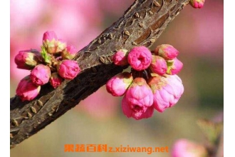 ���쿪�Ļ�����Щ �����������������