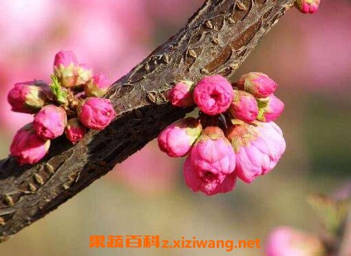 ���쿪�Ļ�����Щ �����������������