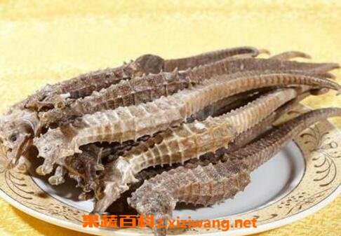 海马干有什么功效与作用
