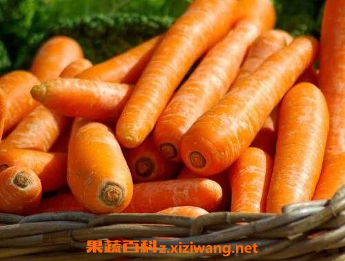 儿童吃红萝卜的好处和坏处