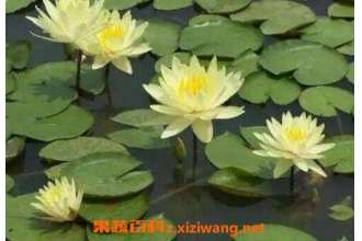 ˯����ô��ֳ ˯������ֲ��������