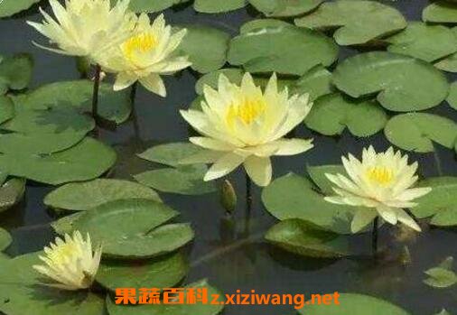 ˯������ֲ���� ˯����ô��ֳ�ķ���