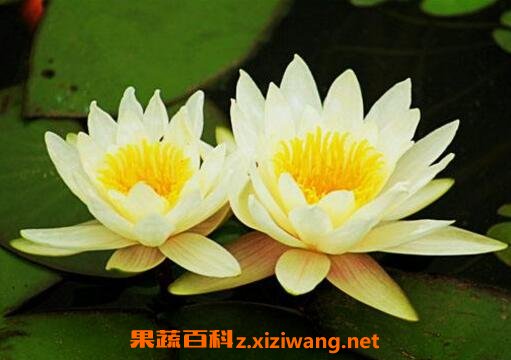 ˯������ֲ���� ˯����ô��ֳ�ķ���