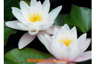 �����ֳ��״˯�� ��״˯������ֲ��������