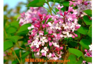���㻨����ֲ�����Լ���ֳ����