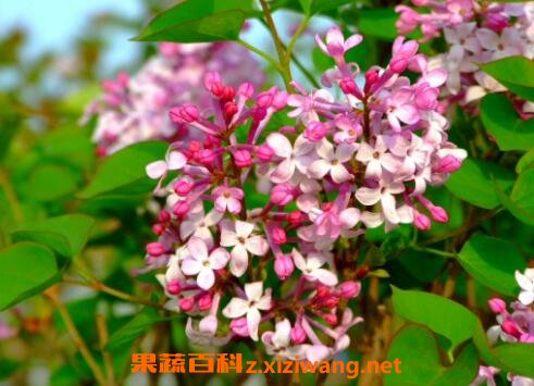 ���㻨����ֲ�����Լ���ֳ����