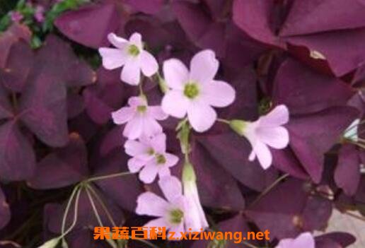 ���㻨����ֲ�����Լ���ֳ����