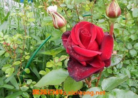 Ұõ��Ĺ�Ч������
