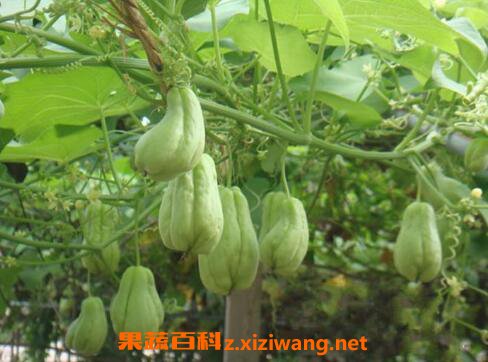 ���ֹϵ������빦Ч