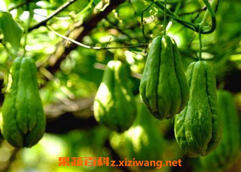 ���ֹϵ������빦Ч