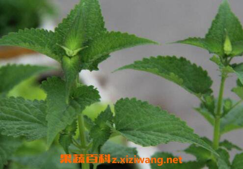 ޽����ˮ����ʲô�ô�