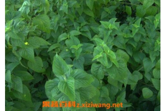 ޽��Ҷ��γ� ޽��Ҷ�ļҳ��Է�