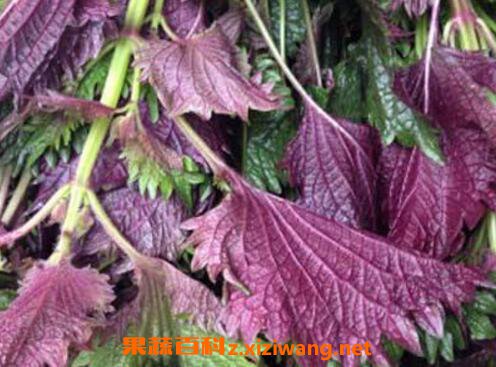 ����Ҷ���������� ����Ҷ����ˮ����