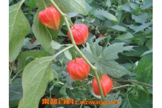 �����Ĺ�Ч������