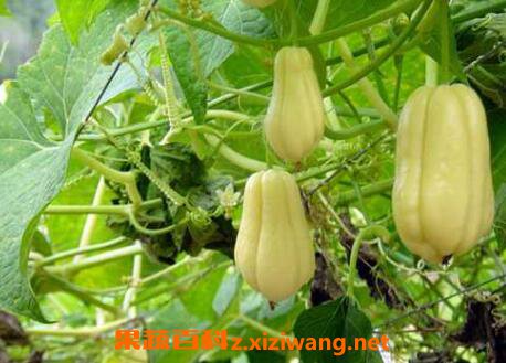 ���ֹϵĹ�Ч������ �Է��ֹϵĺô�
