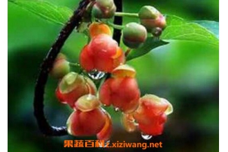 �屶�ӵĹ�Ч�����ü�ҩ�ü�ֵ