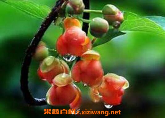 �屶�ӵĹ�Ч�����ü�ҩ�ü�ֵ