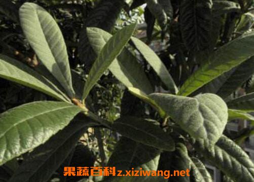 ����Ҷ�Ĺ�Ч�����ü�ҩ�ü�ֵ