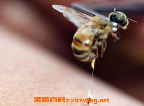 �䶾�����ü���Ч �䶾��ʹ�÷���