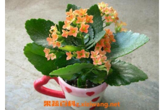 ���ٻ�����ֳ���� ��ֳ���ٻ�Ҫע��ʲô