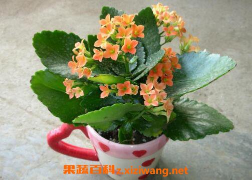 ���ٻ�����ֳ���� ��ֳ���ٻ�Ҫע��ʲô