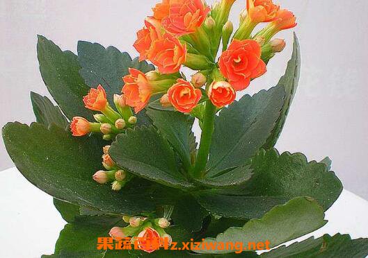 ���ٻ�����ֳ���� ��ֳ���ٻ�Ҫע��ʲô
