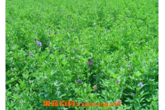 �ϻ���ޣ�Ĺ�Ч������