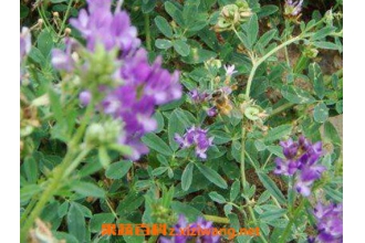 �ϻ���ޣͼƬ �ϻ���ޣ����ֲ��������ֲ����