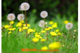 �ѹ�Ӣ���Ĺ�Ч������ �ѹ�Ӣ����Щ�˲��˺�