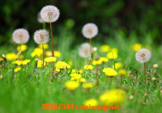 �ѹ�Ӣ���Ĺ�Ч������ �ѹ�Ӣ����Щ�˲��˺�