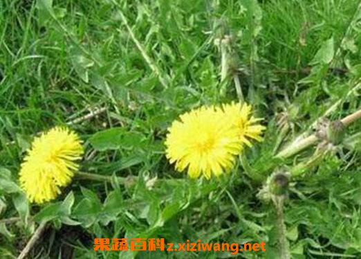 �ѹ�Ӣ���Ĺ�Ч������ �ѹ�Ӣ����Щ�˲��˺�