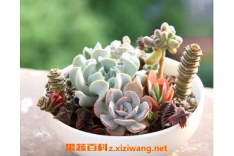 ����ֲ����ô�� ����ֲ�����ֳ����