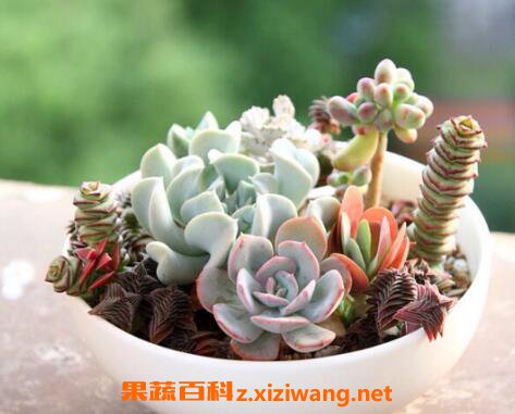 ����ֲ����ô�� ����ֲ�����ֳ����