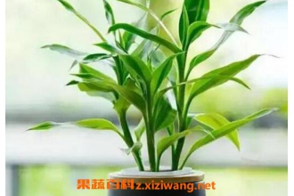 ��������ô������ֳ ��������������