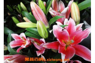 �ʻ��ٺϻ���ô��ˮ�� ˮ���ٺϻ��ķ�������