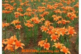 �ٺϻ���ô��ֲ �ٺϻ�����ֲ���ɺ�ע������