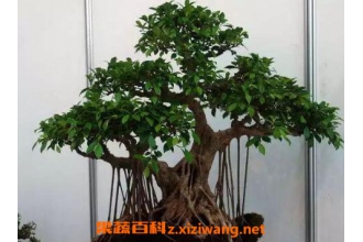 �����辰��ô�� �����辰����ֳ������ע������