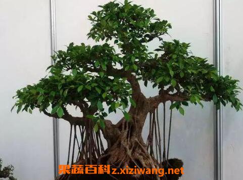 �����辰��ô�� �����辰����ֳ������ע������