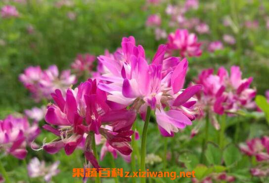 ����Ӣ�Ĺ�Ч������