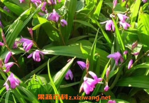 ��ܸ�Ĺ�Ч�����ü�ҩ�ü�ֵ