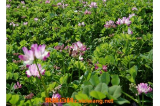 ����Ӣһ����ּ��� ����Ӣ��ֲ����