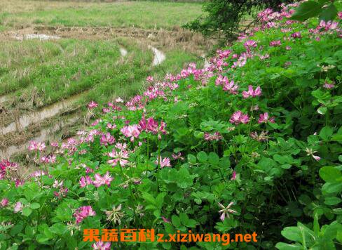 ����Ӣһ����ּ��� ����Ӣ��ֲ����