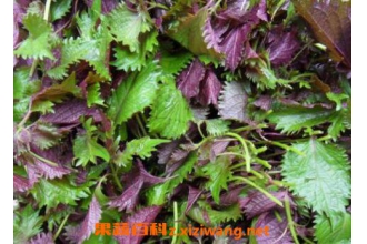 ����Ҷ�Ĺ�Ч������ ����Ҷ��γ�