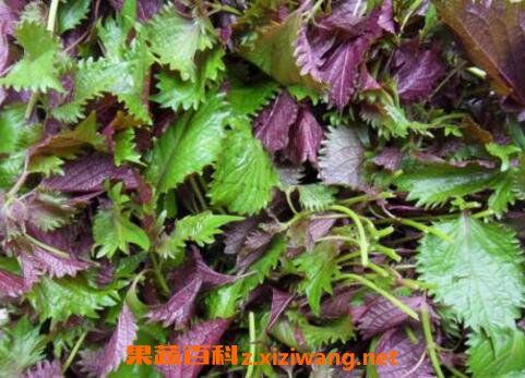 ����Ҷ�Ĺ�Ч������ ����Ҷ��γ�