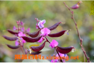 �ϱⶹ�Ĺ�Ч�����ü�ҩ�ü�ֵ �ϱⶹ��ô���ó�
