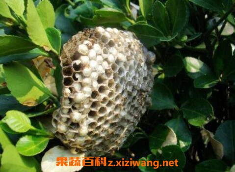 �䷿�Ĺ�Ч������ �Է䷿�ĺô�
