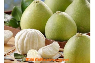 �����ܳ�ʲôˮ�� �ʺ������˳Ե�10��ˮ��